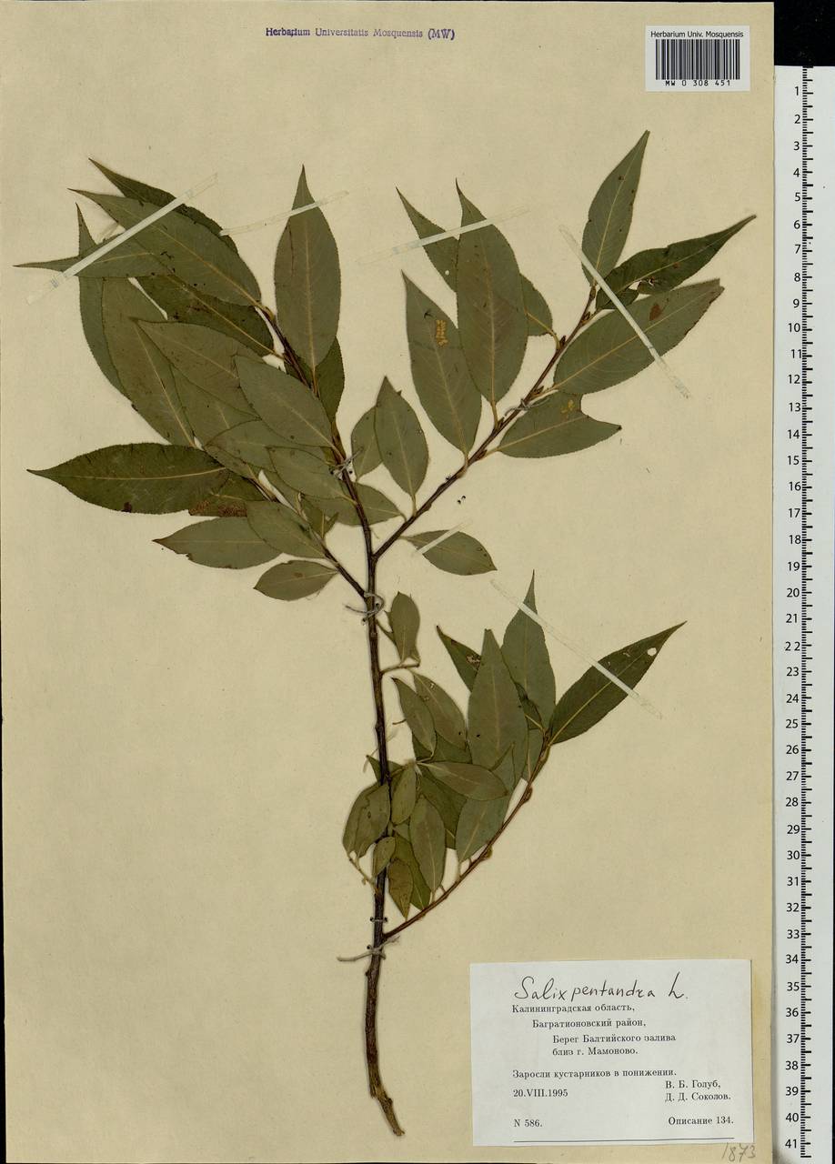 Salix pentandra L., Eastern Europe, North-Western region (E2) (Russia)