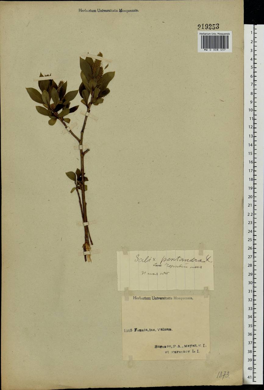 Salix pentandra L., Eastern Europe, Northern region (E1) (Russia)