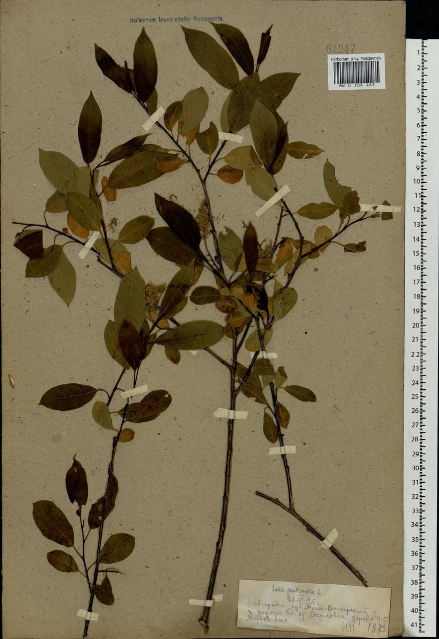 Salix pentandra L., Eastern Europe, North-Western region (E2) (Russia)