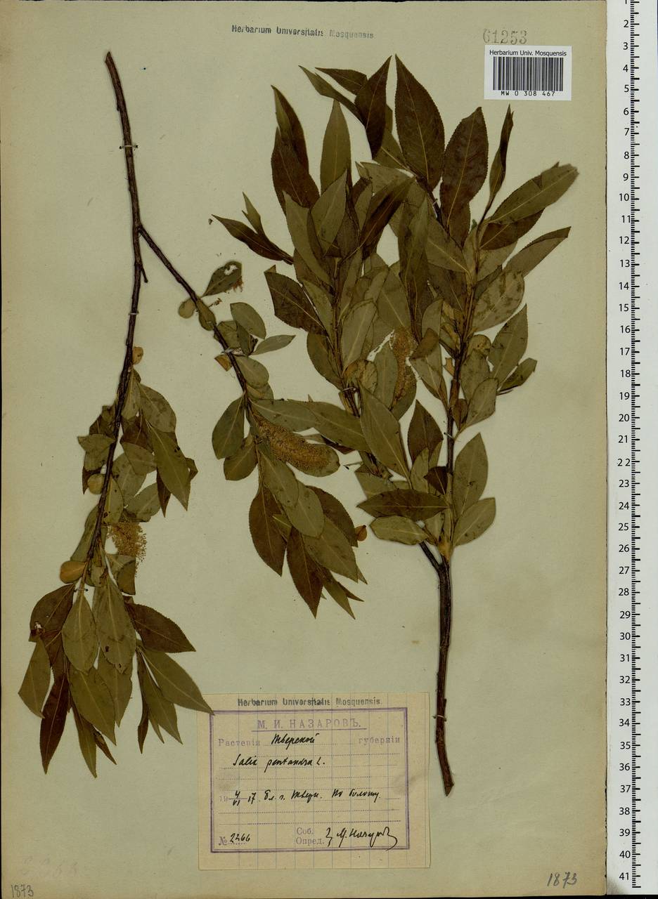 Salix pentandra L., Eastern Europe, North-Western region (E2) (Russia)