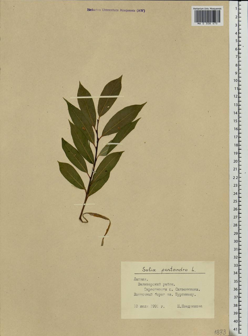 Salix pentandra L., Eastern Europe, Latvia (E2b) (Latvia)