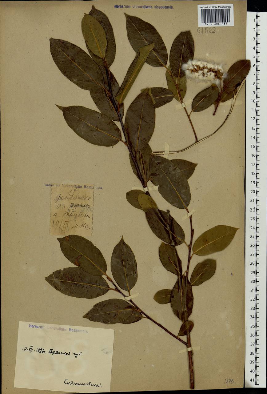 Salix pentandra L., Eastern Europe, Western region (E3) (Russia)