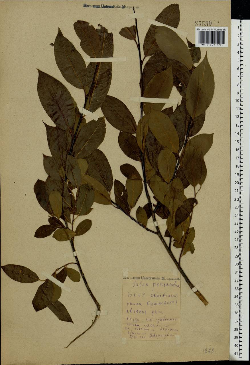 Salix pentandra L., Eastern Europe, Belarus (E3a) (Belarus)