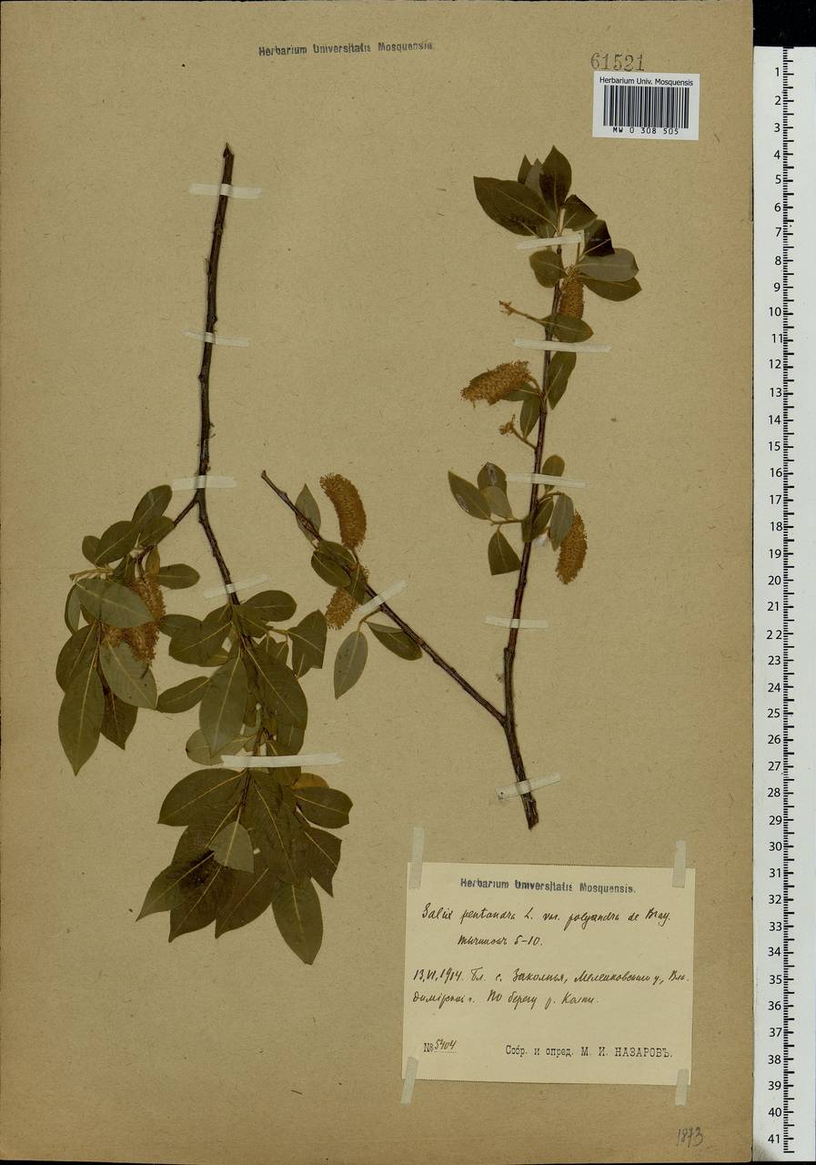 Salix pentandra L., Eastern Europe, Central region (E4) (Russia)