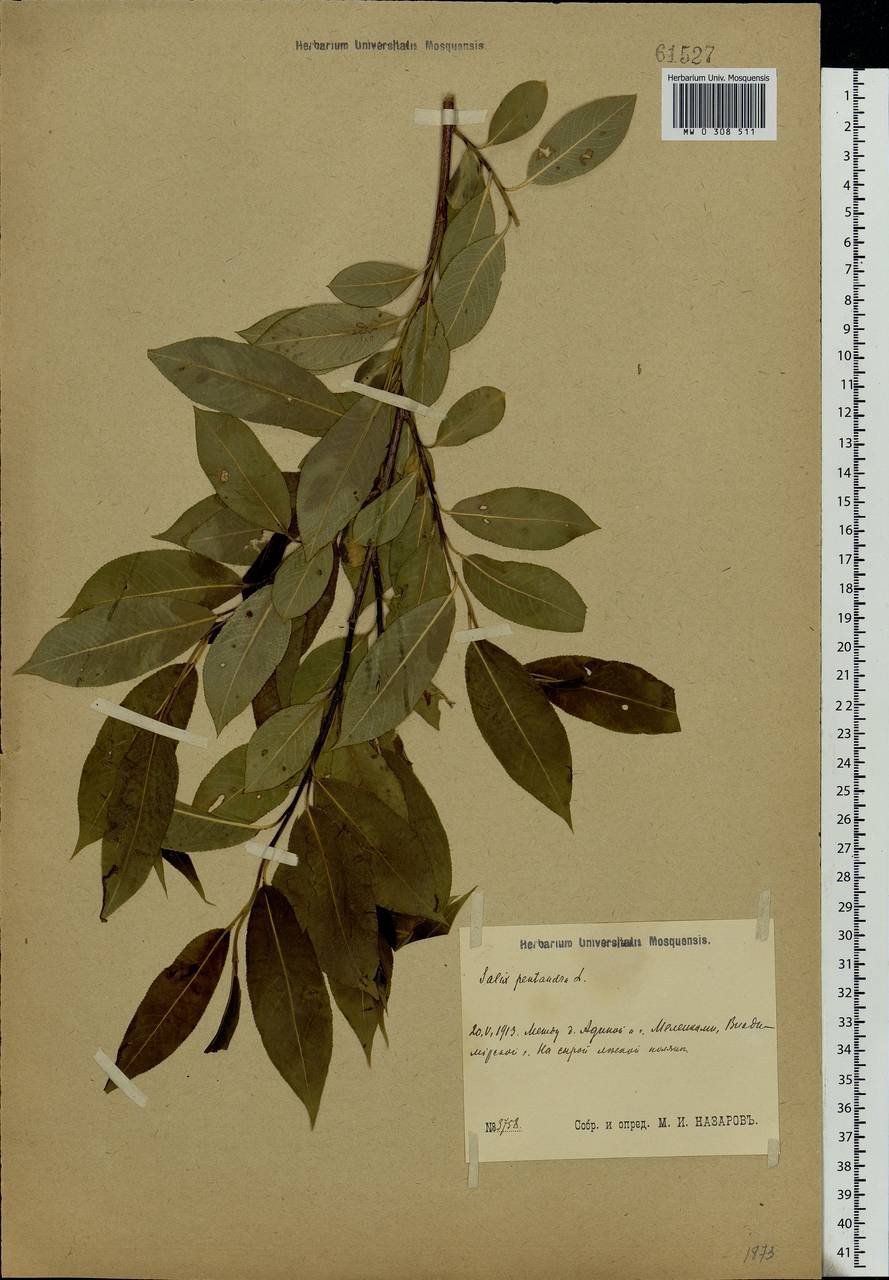 Salix pentandra L., Eastern Europe, Central region (E4) (Russia)