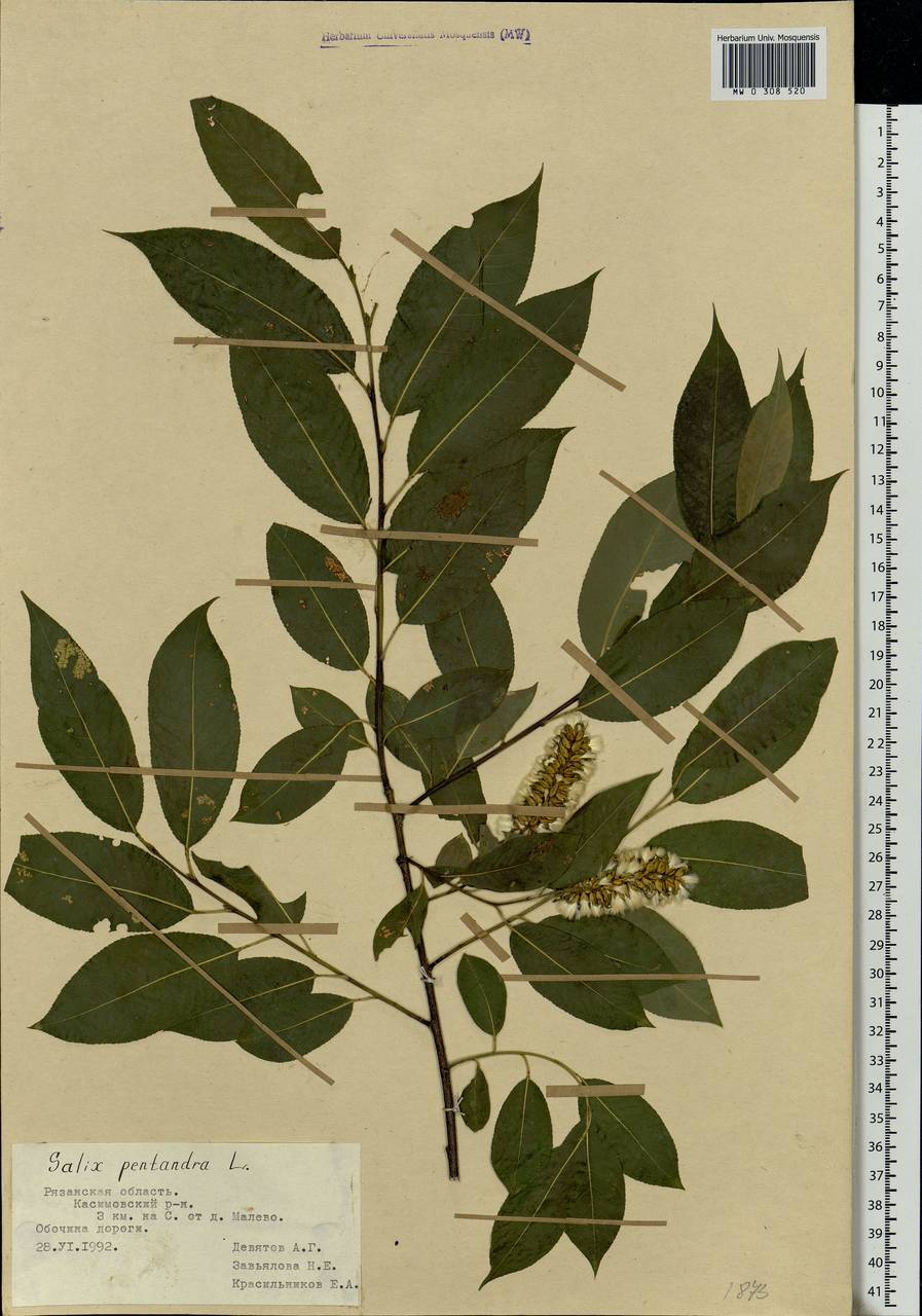 Salix pentandra L., Eastern Europe, Central region (E4) (Russia)