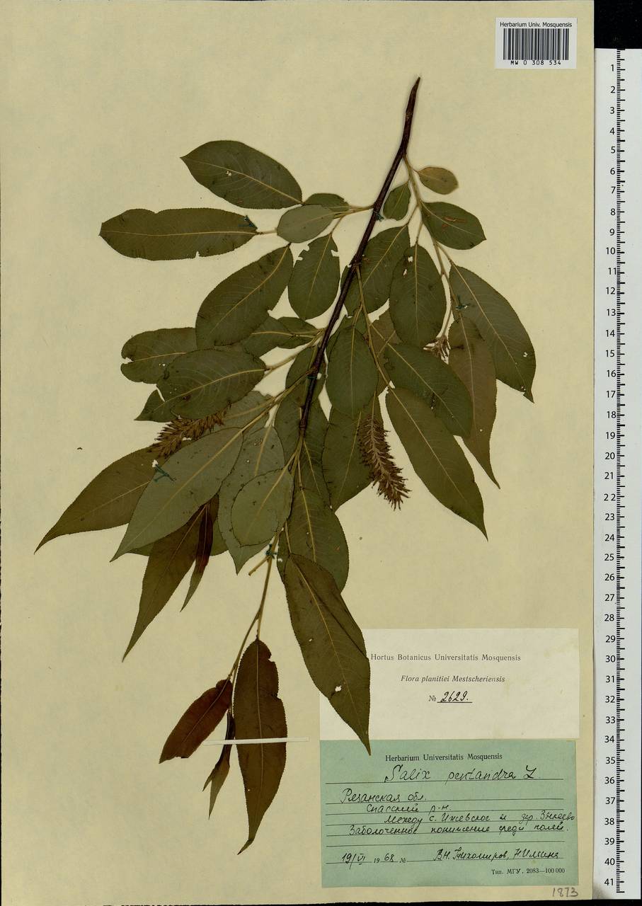 Salix pentandra L., Eastern Europe, Central region (E4) (Russia)