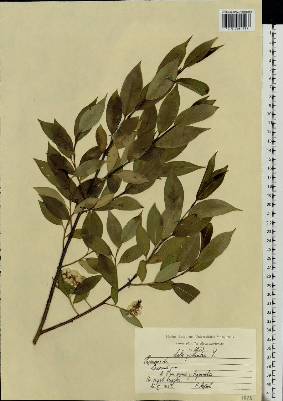 Salix pentandra L., Eastern Europe, Central region (E4) (Russia)