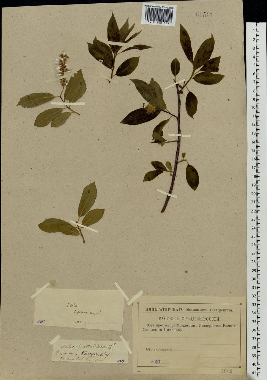 Salix pentandra L., Eastern Europe, Central region (E4) (Russia)