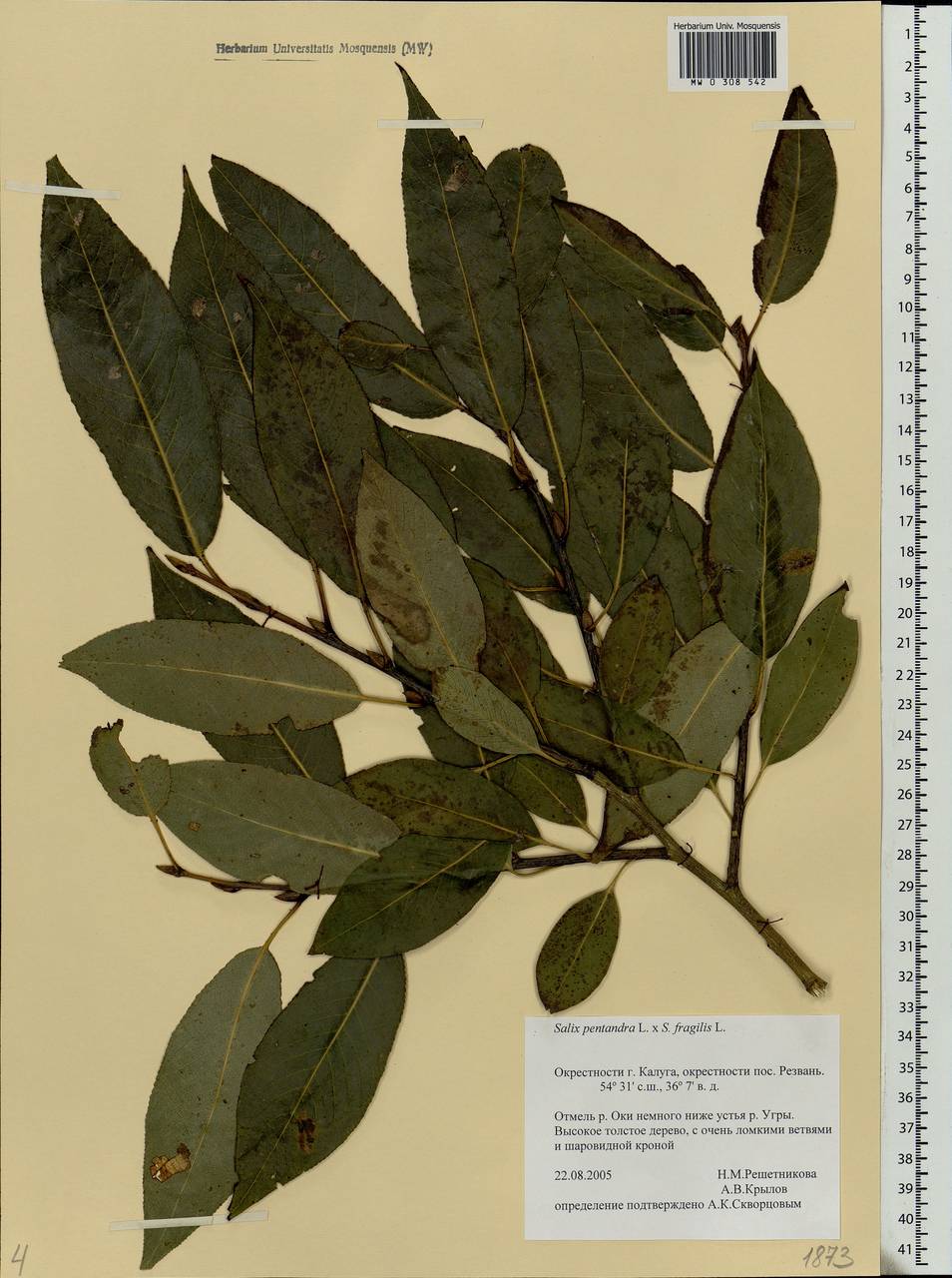 Salix pentandra L., Eastern Europe, Central region (E4) (Russia)