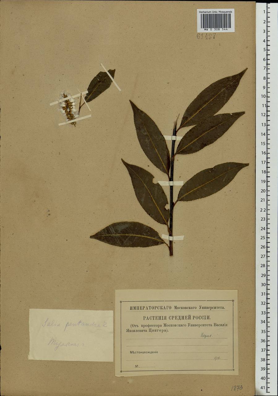 Salix pentandra L., Eastern Europe, Central region (E4) (Russia)