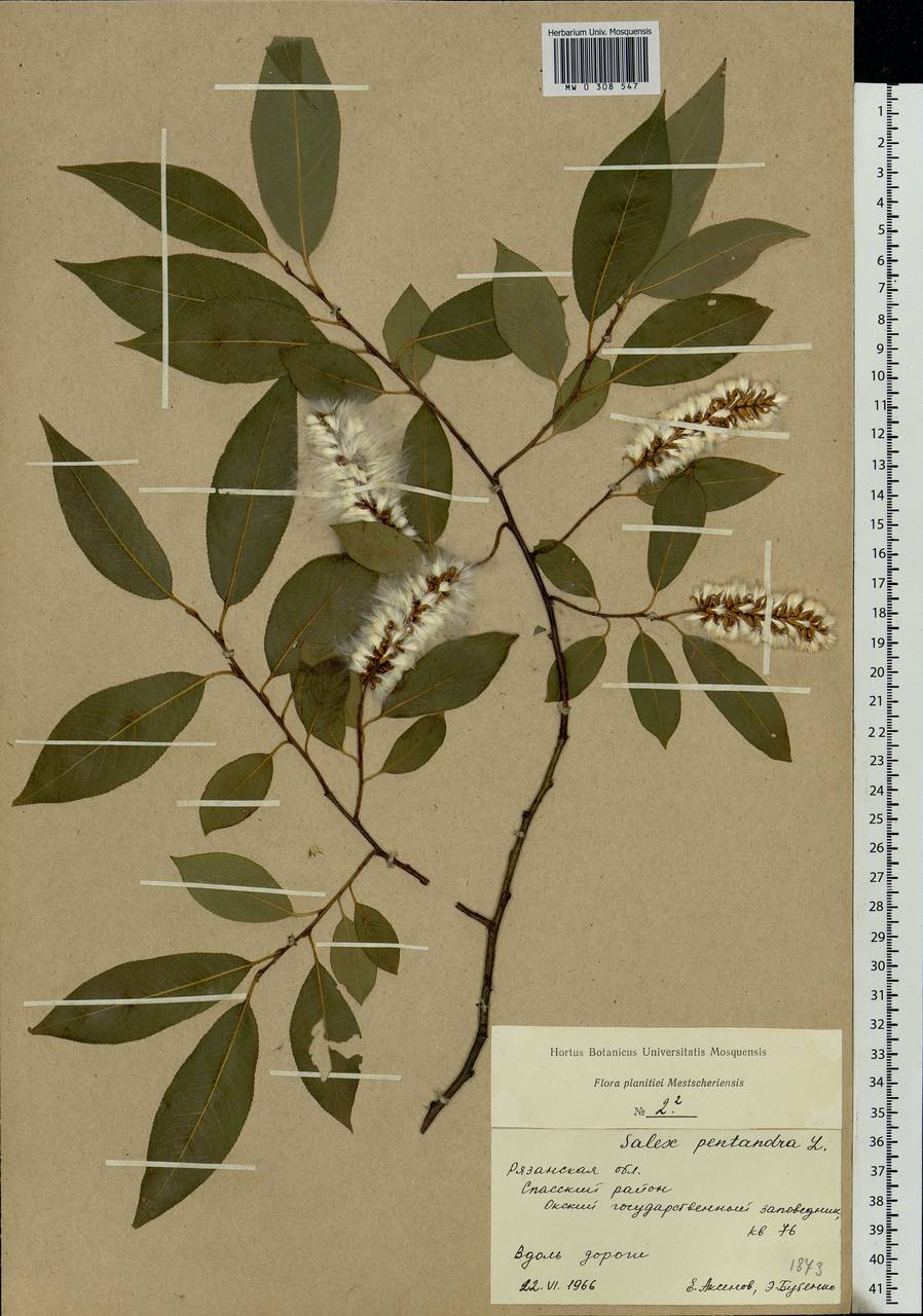 Salix pentandra L., Eastern Europe, Central region (E4) (Russia)