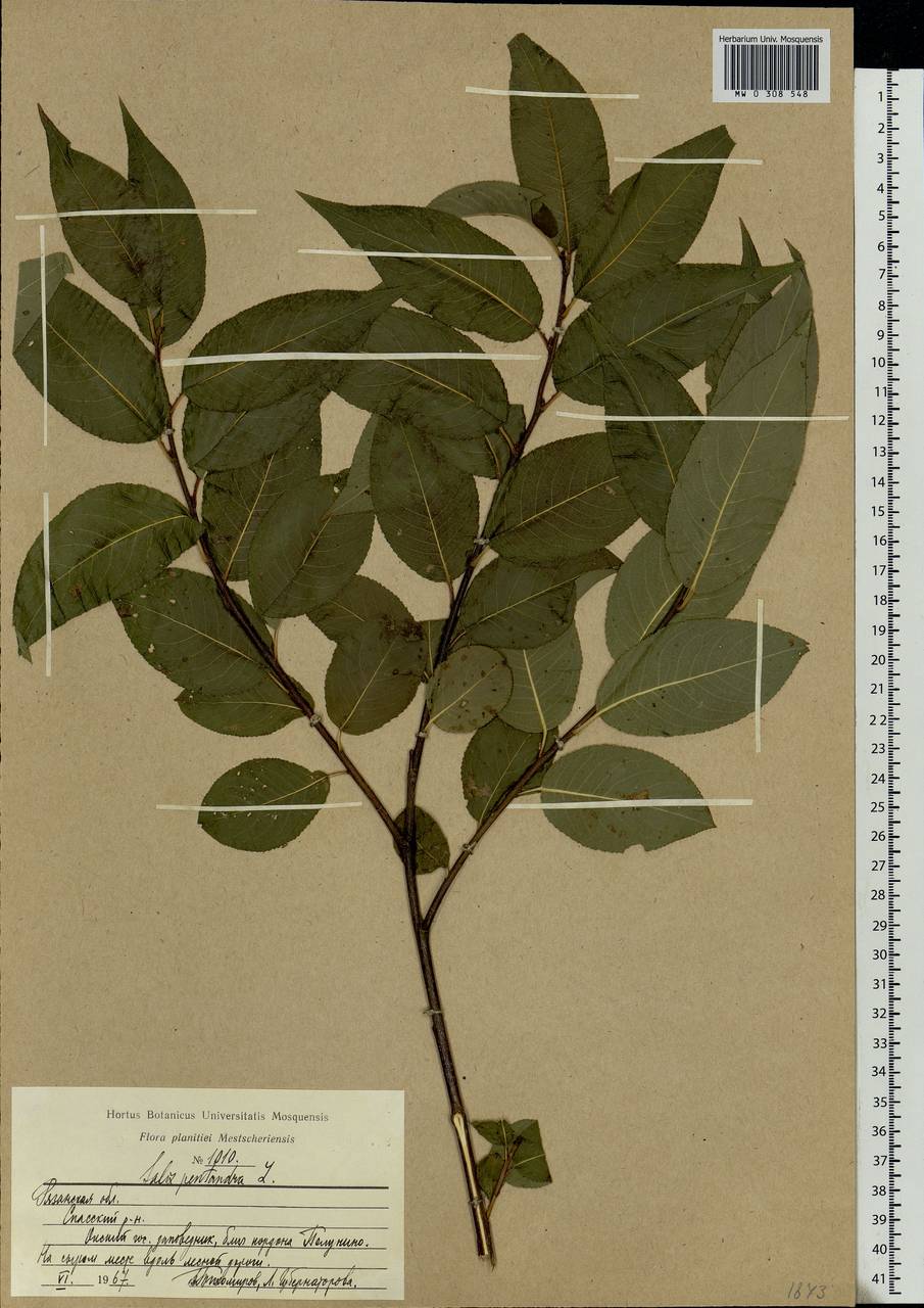 Salix pentandra L., Eastern Europe, Central region (E4) (Russia)