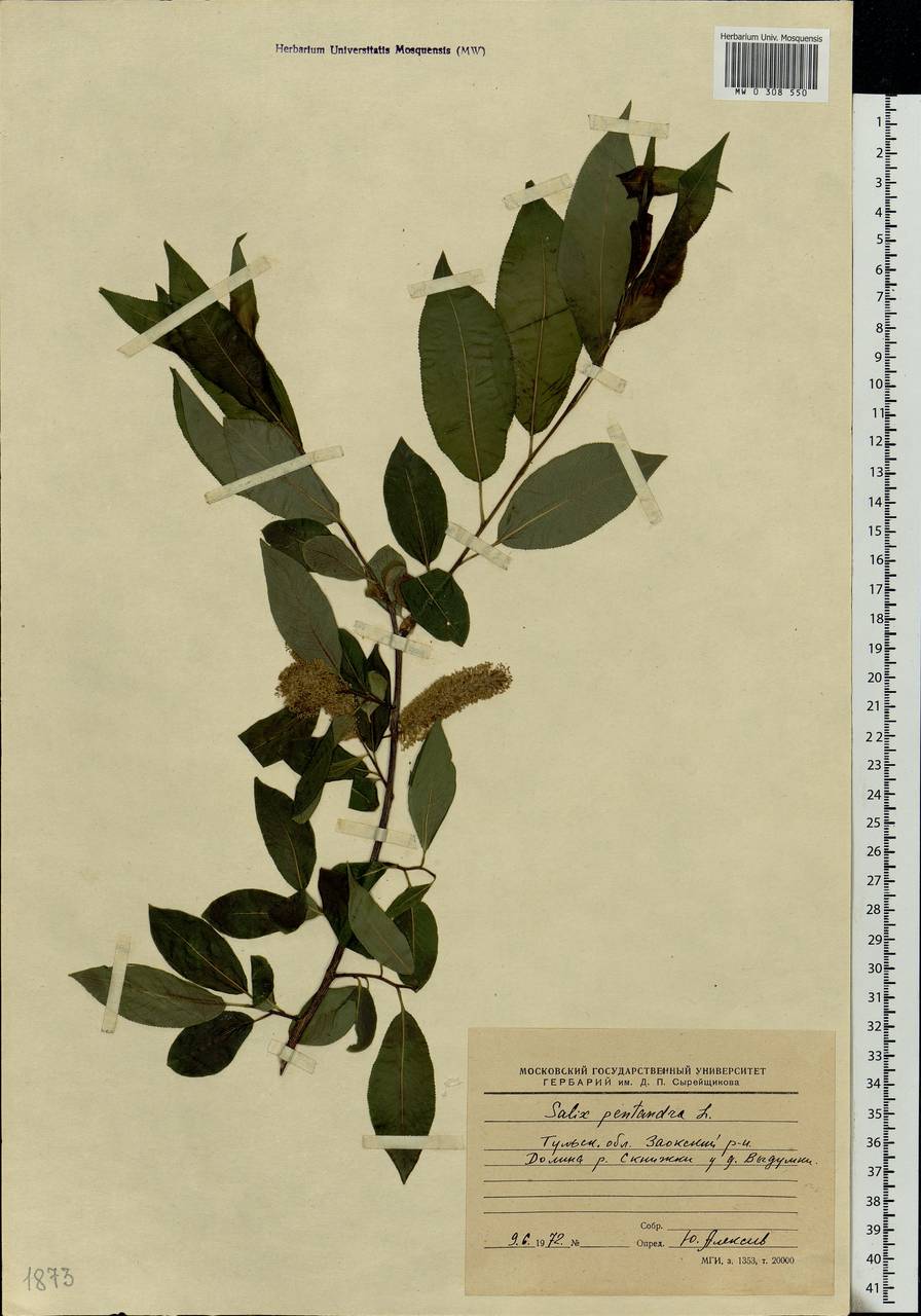 Salix pentandra L., Eastern Europe, Central region (E4) (Russia)
