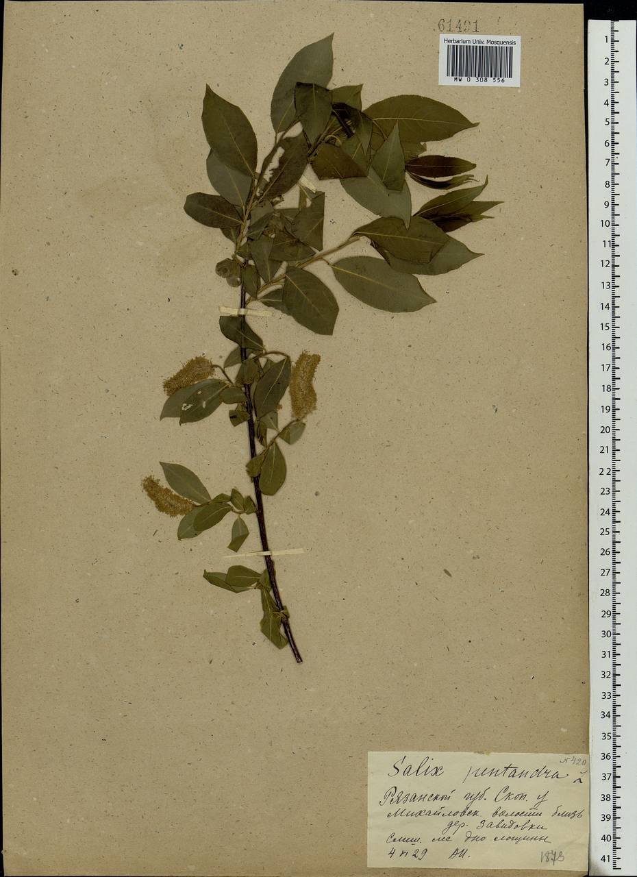 Salix pentandra L., Eastern Europe, Central region (E4) (Russia)