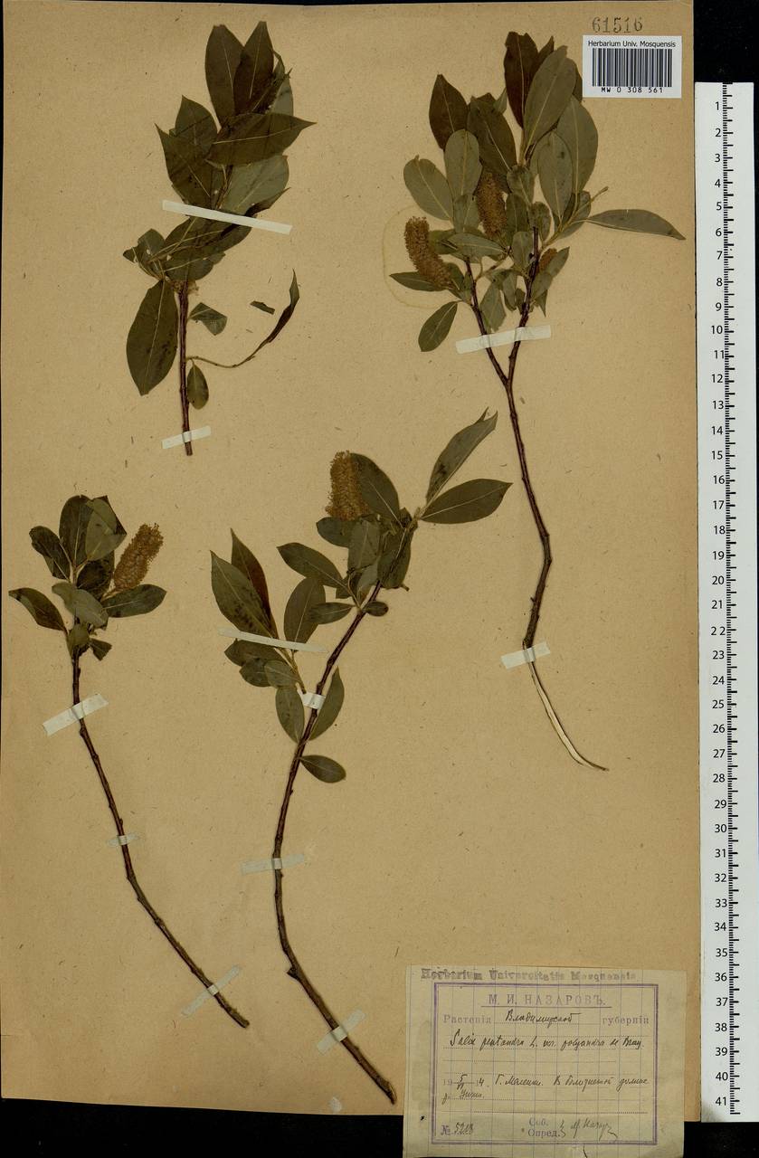 Salix pentandra L., Eastern Europe, Central region (E4) (Russia)
