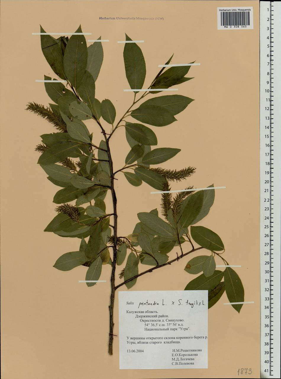 Salix pentandra L., Eastern Europe, Central region (E4) (Russia)