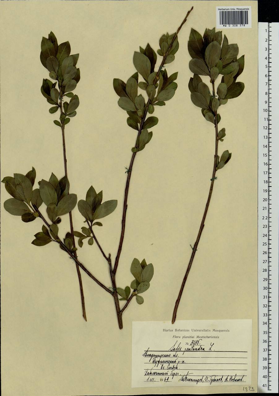 Salix pentandra L., Eastern Europe, Central region (E4) (Russia)