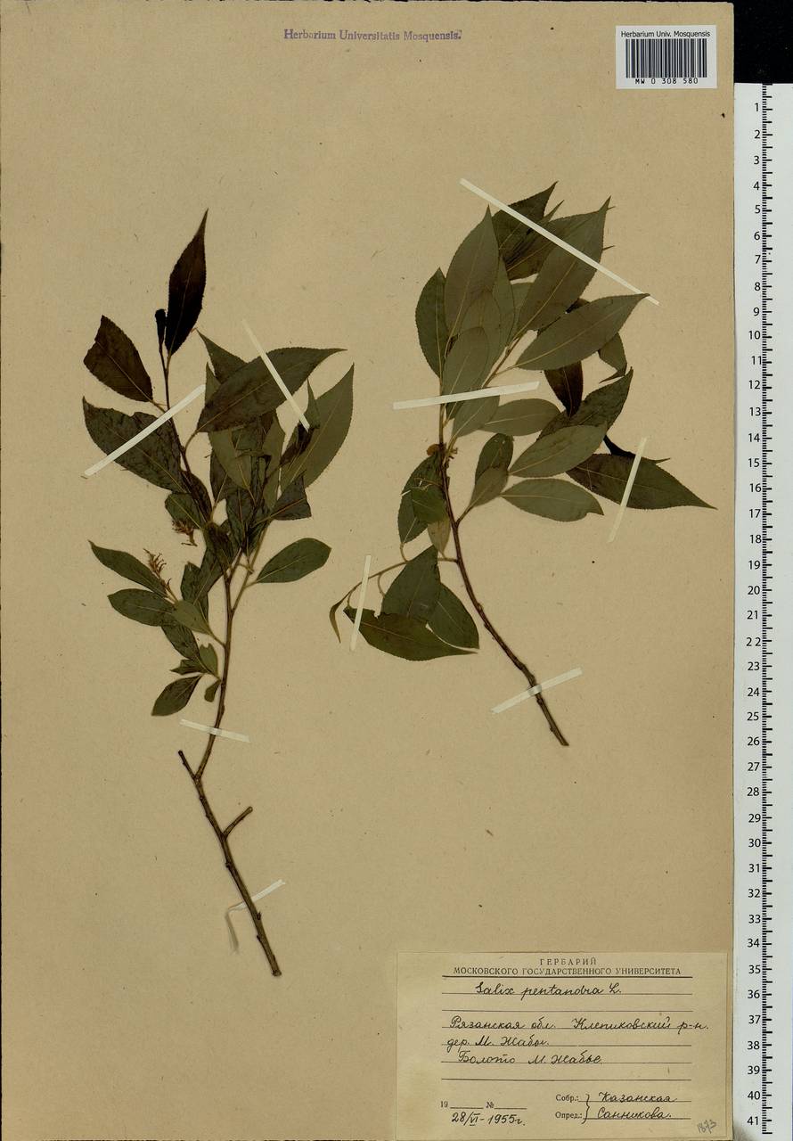 Salix pentandra L., Eastern Europe, Central region (E4) (Russia)