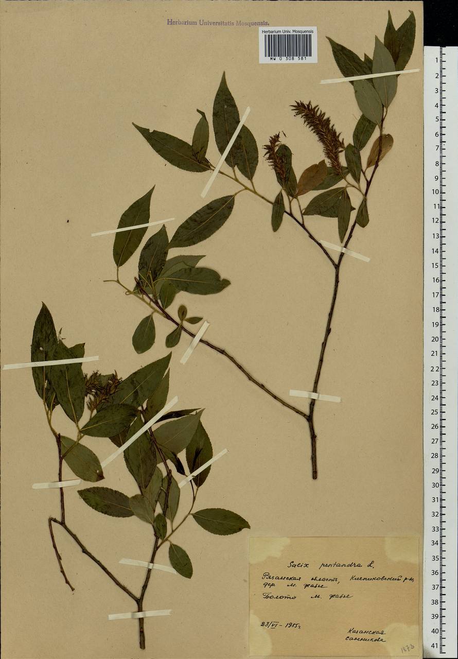 Salix pentandra L., Eastern Europe, Central region (E4) (Russia)