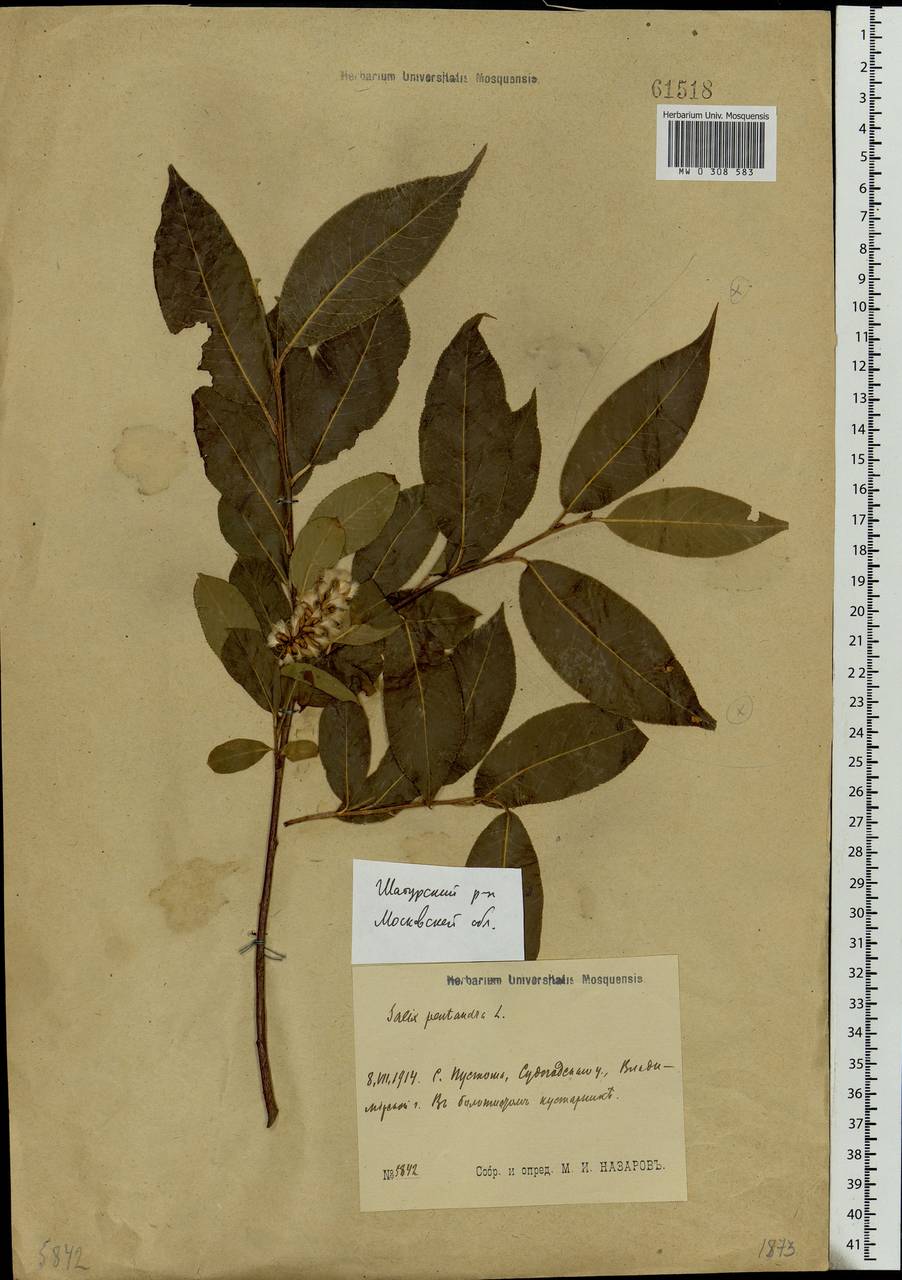 Salix pentandra L., Eastern Europe, Moscow region (E4a) (Russia)