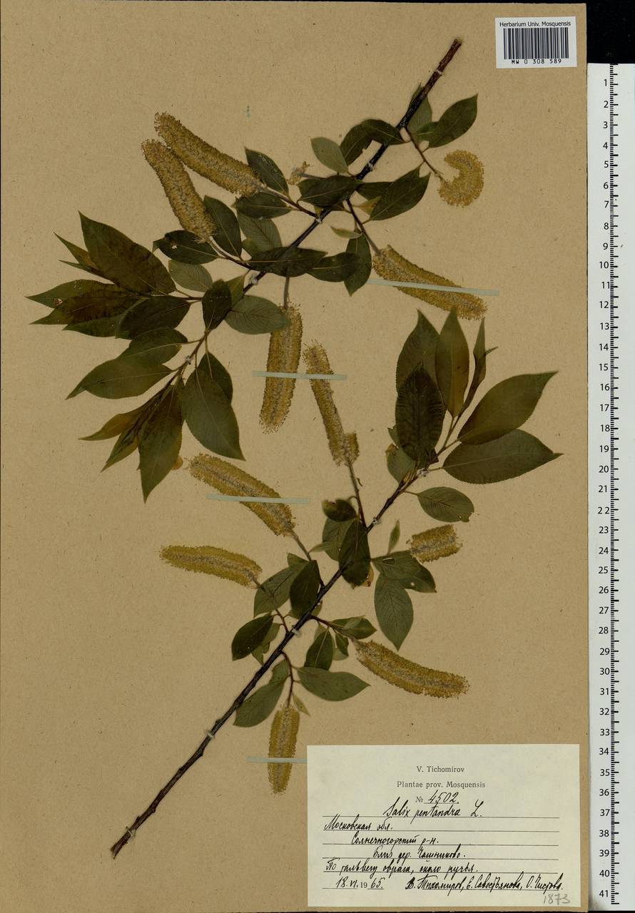 Salix pentandra L., Eastern Europe, Moscow region (E4a) (Russia)