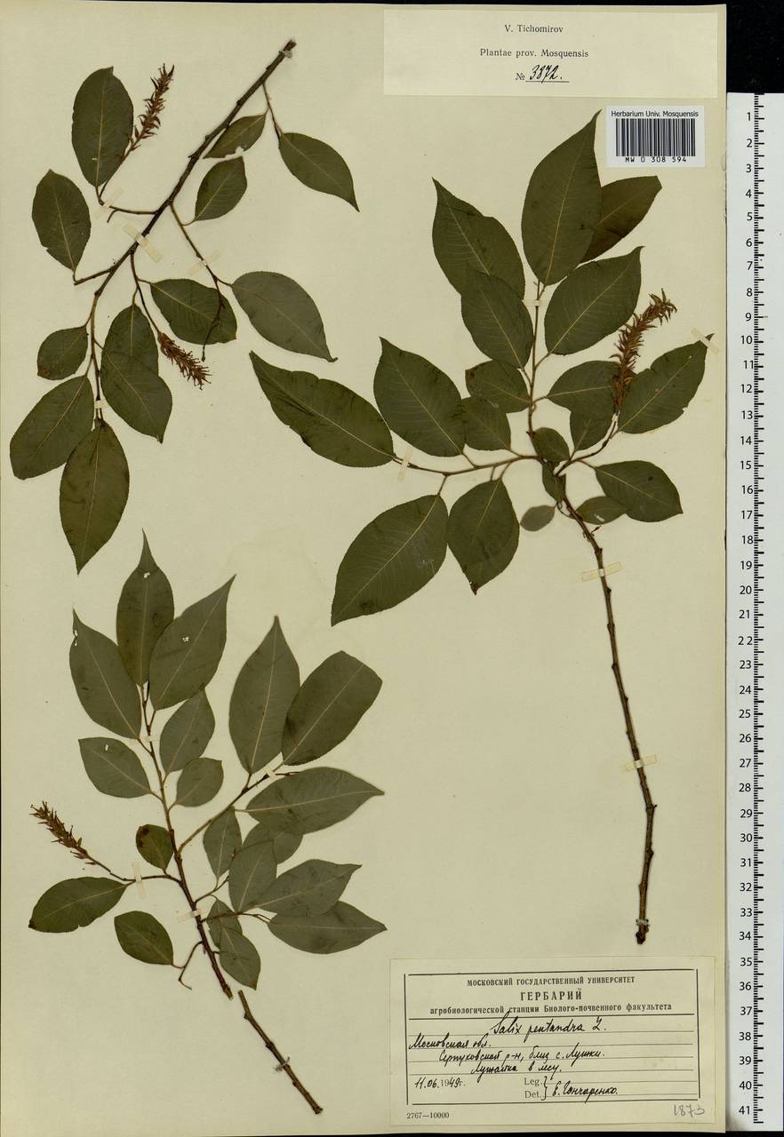 Salix pentandra L., Eastern Europe, Moscow region (E4a) (Russia)