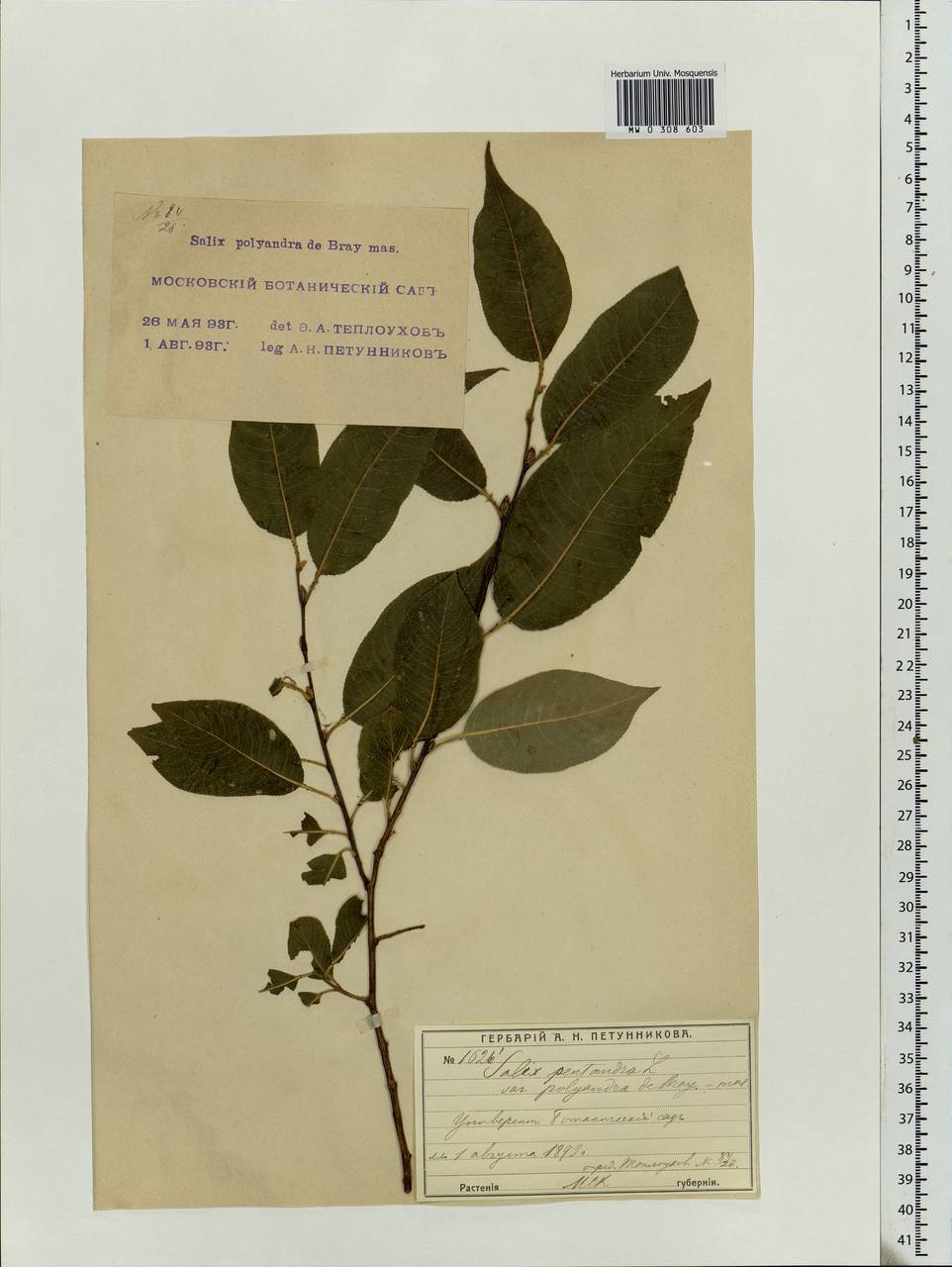 Salix pentandra L., Eastern Europe, Moscow region (E4a) (Russia)