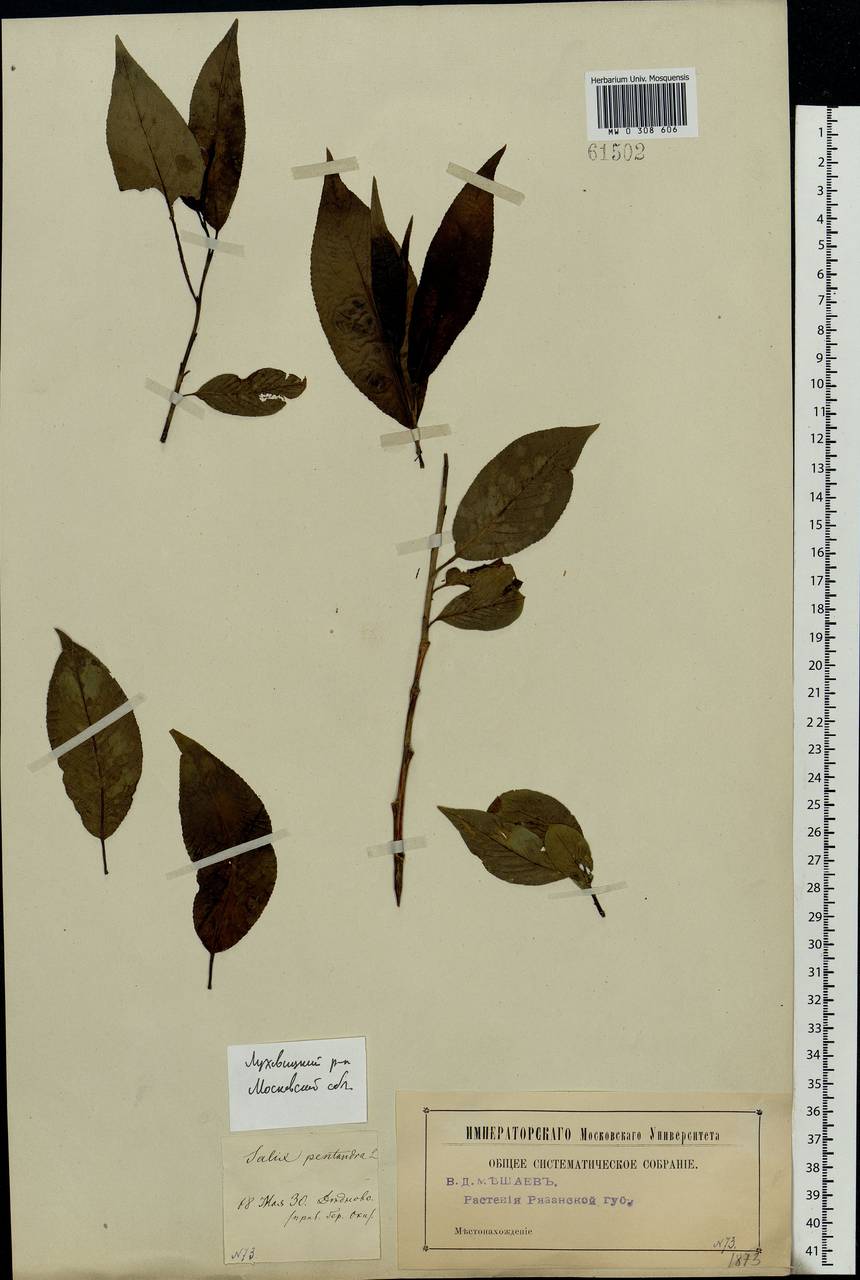 Salix pentandra L., Eastern Europe, Moscow region (E4a) (Russia)