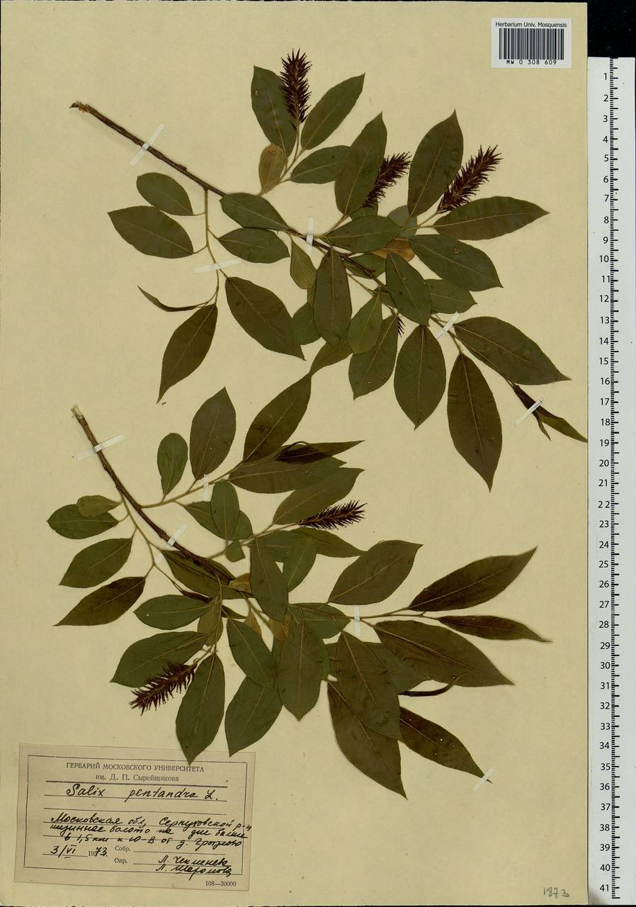 Salix pentandra L., Eastern Europe, Moscow region (E4a) (Russia)