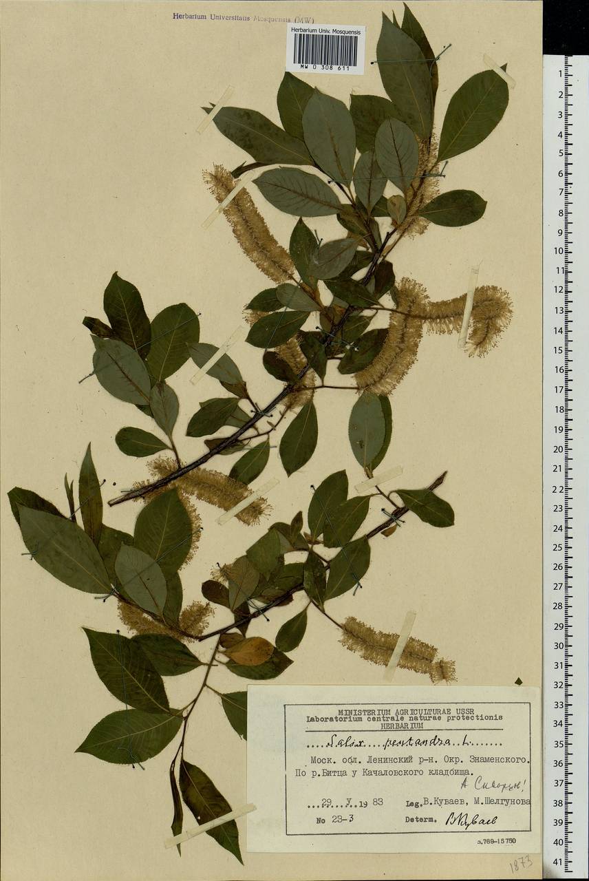 Salix pentandra L., Eastern Europe, Moscow region (E4a) (Russia)