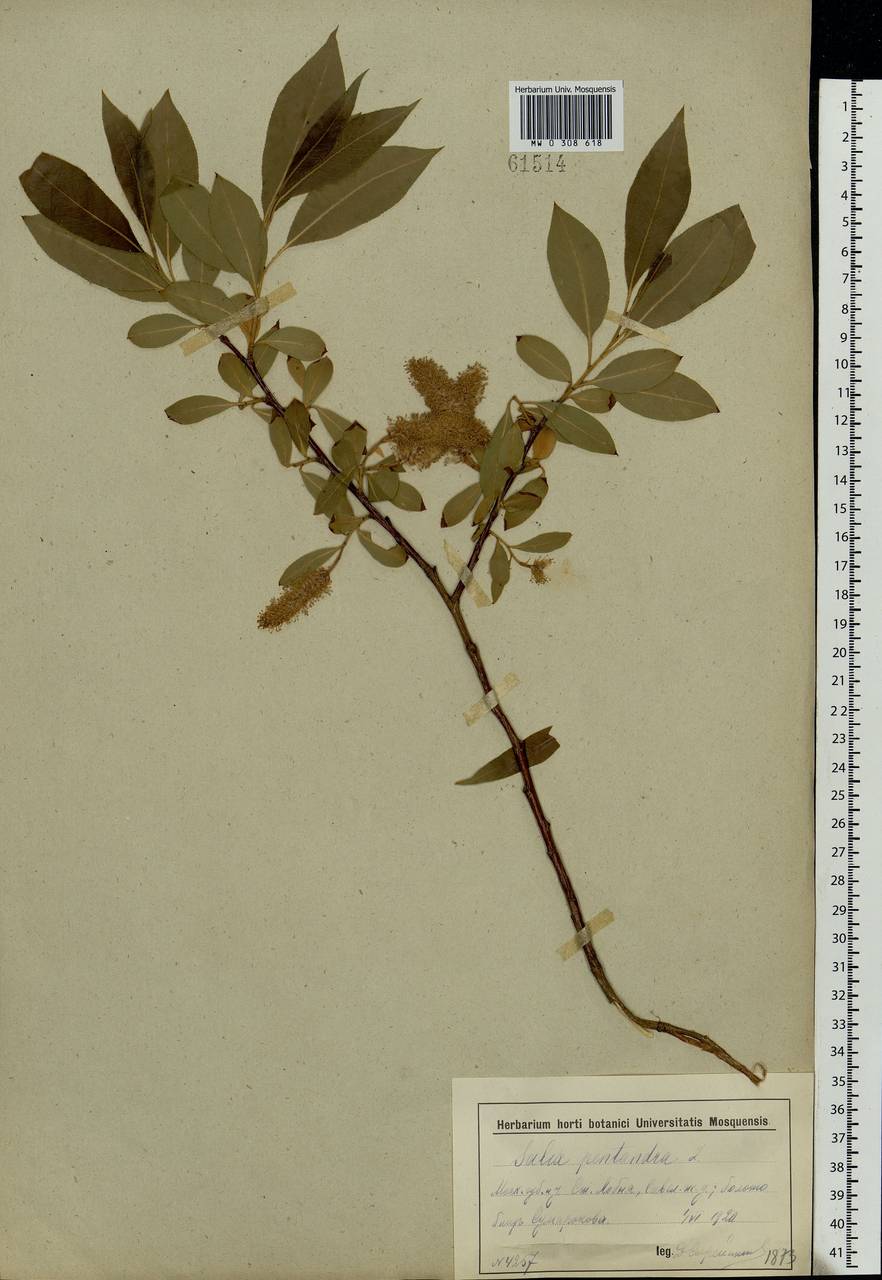 Salix pentandra L., Eastern Europe, Moscow region (E4a) (Russia)