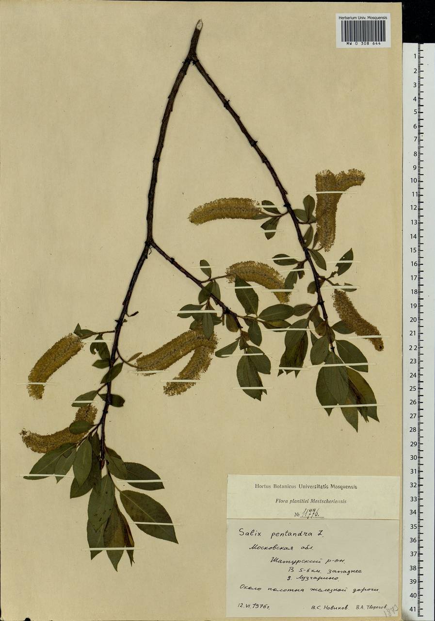 Salix pentandra L., Eastern Europe, Moscow region (E4a) (Russia)