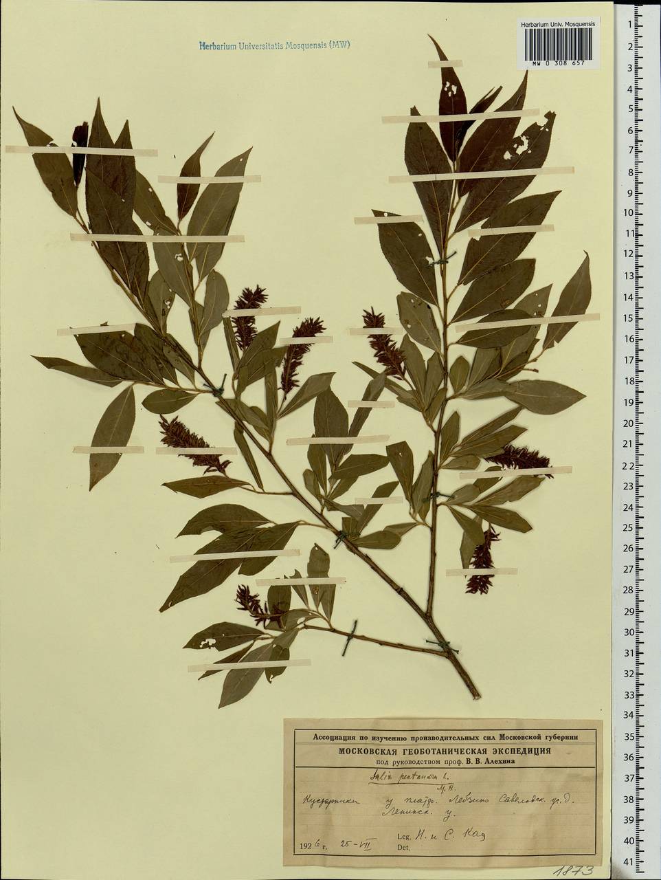 Salix pentandra L., Eastern Europe, Moscow region (E4a) (Russia)