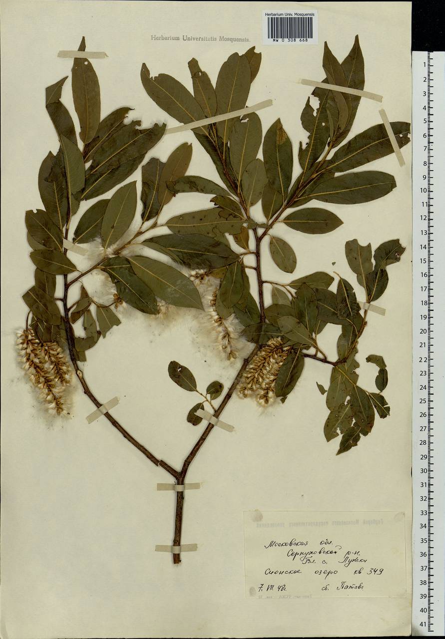 Salix pentandra L., Eastern Europe, Moscow region (E4a) (Russia)