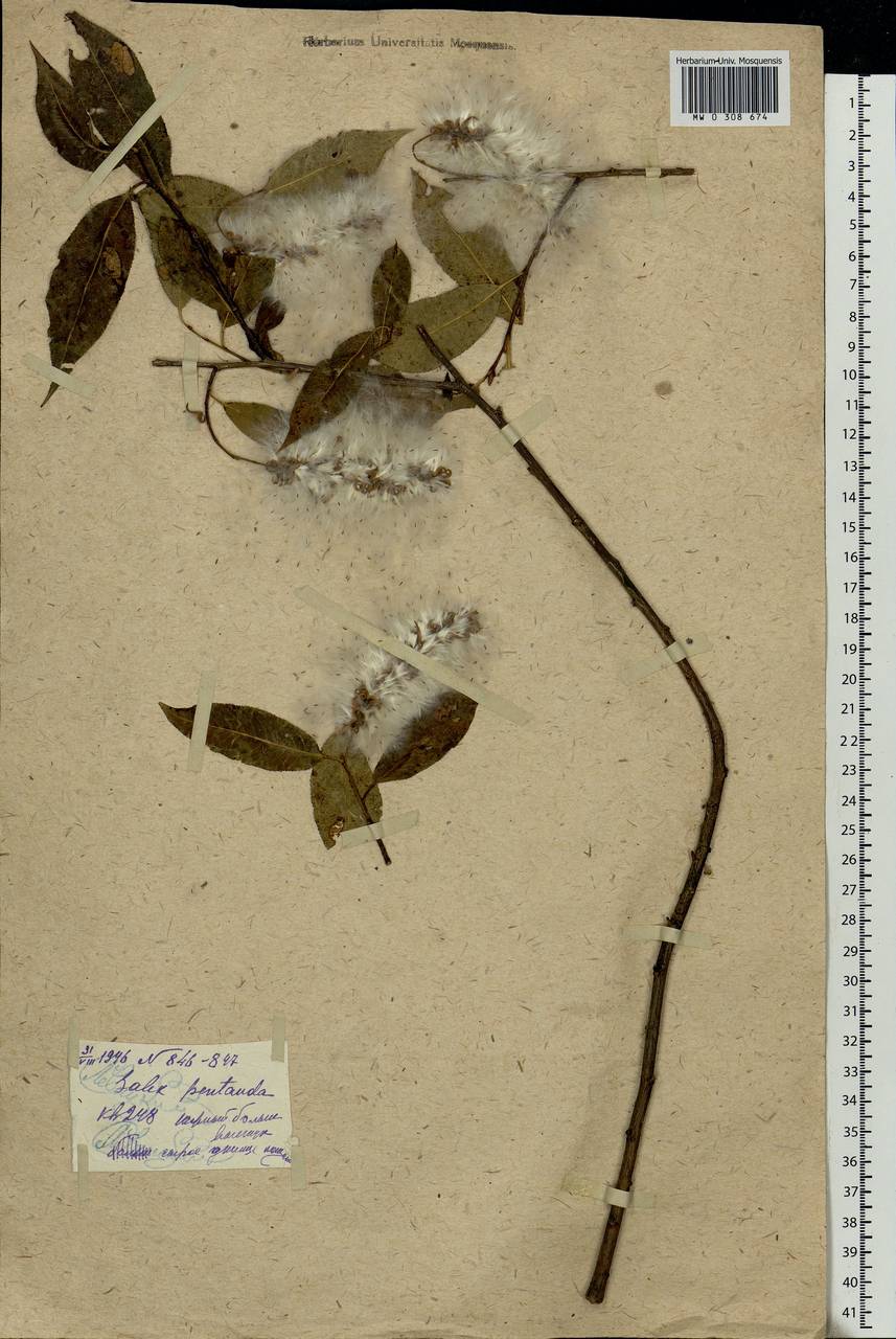 Salix pentandra L., Eastern Europe, Moscow region (E4a) (Russia)