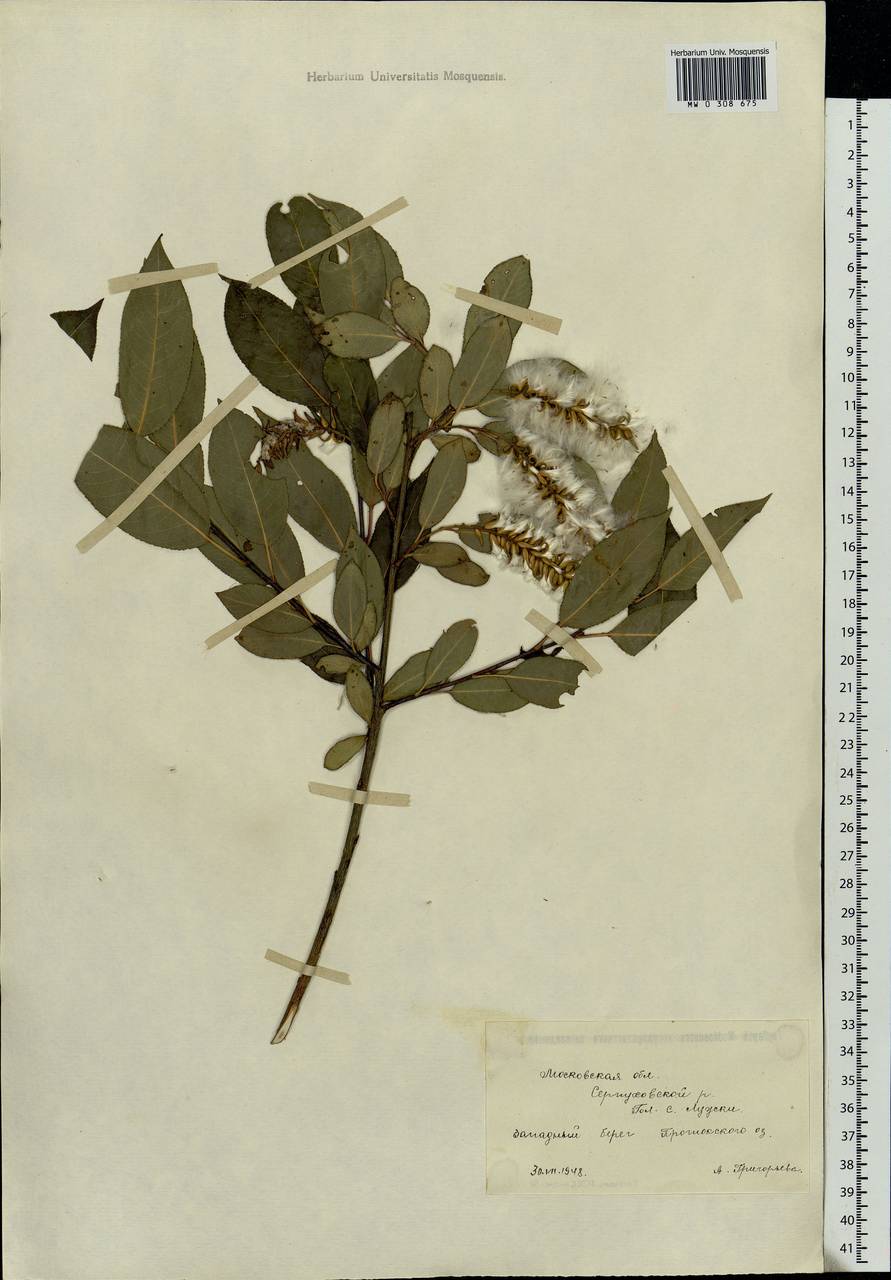 Salix pentandra L., Eastern Europe, Moscow region (E4a) (Russia)