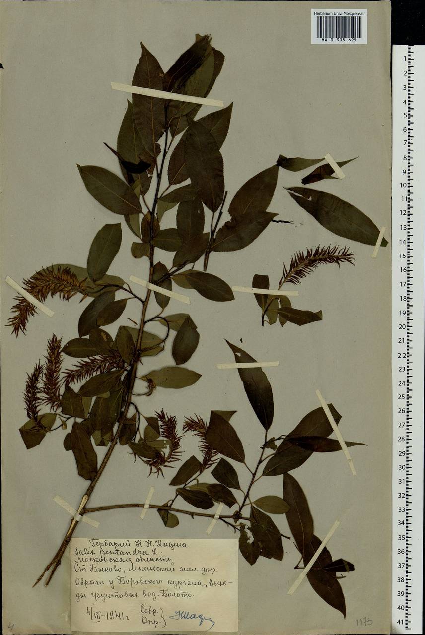 Salix pentandra L., Eastern Europe, Moscow region (E4a) (Russia)