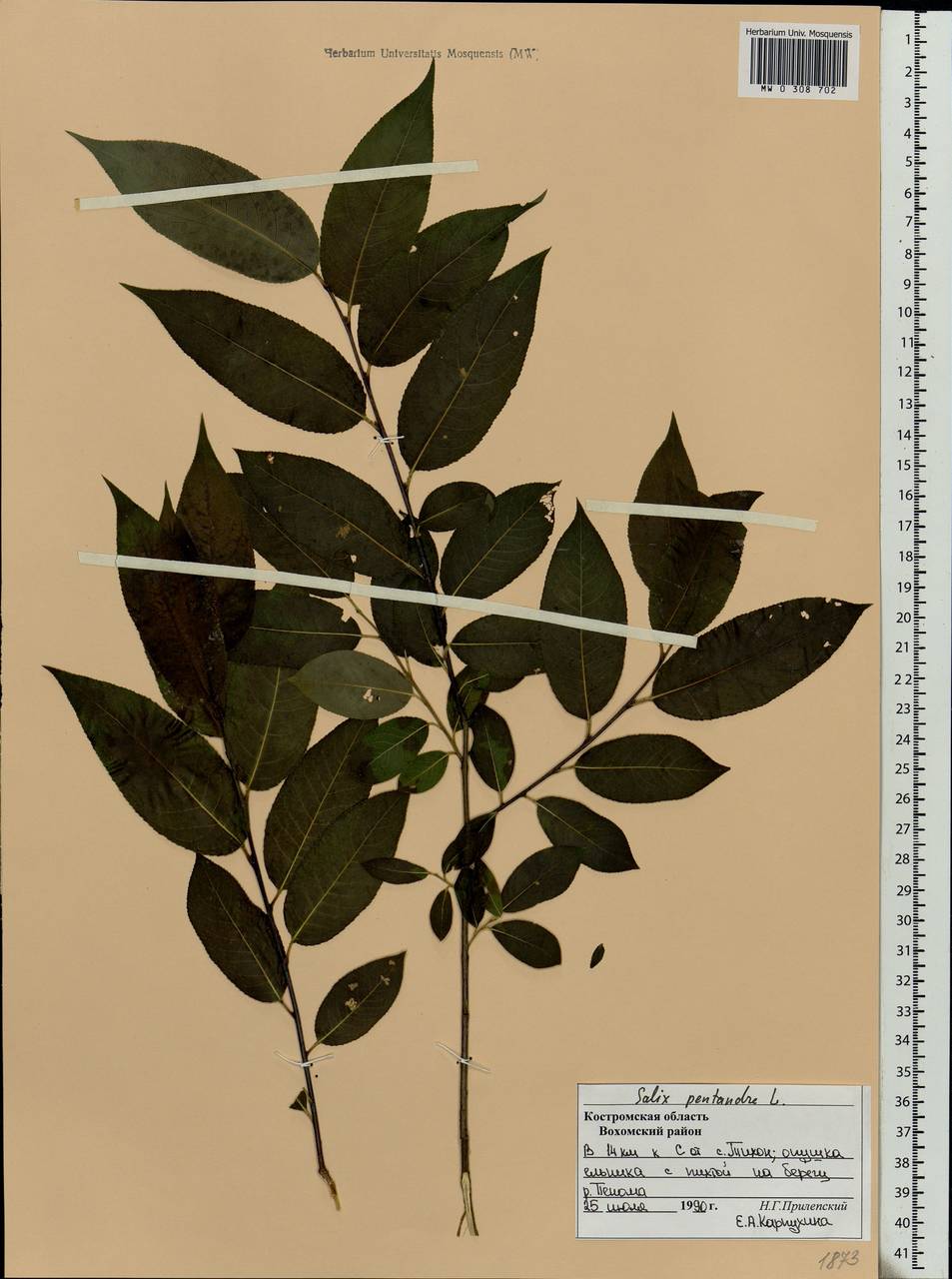 Salix pentandra L., Eastern Europe, Central forest region (E5) (Russia)