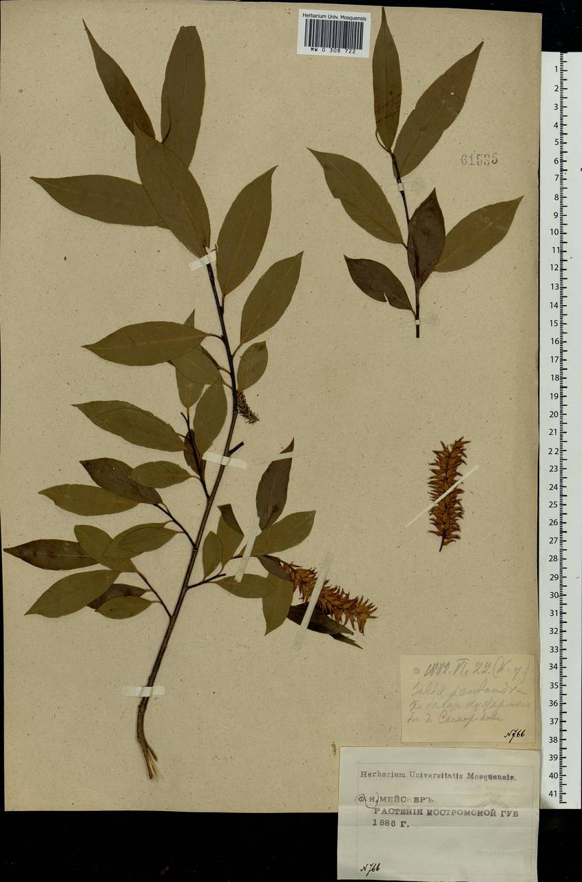Salix pentandra L., Eastern Europe, Central forest region (E5) (Russia)