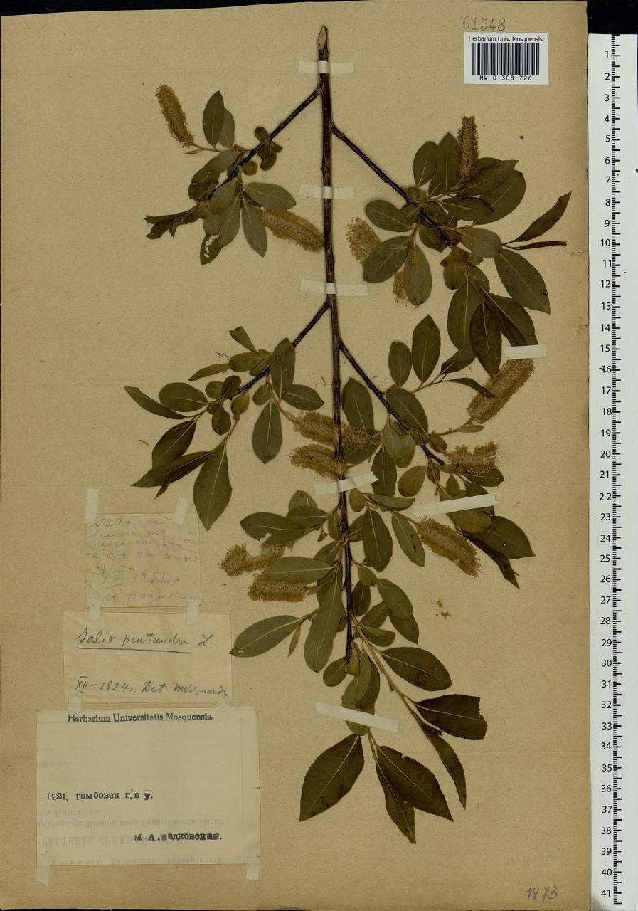 Salix pentandra L., Eastern Europe, Central forest-and-steppe region (E6) (Russia)