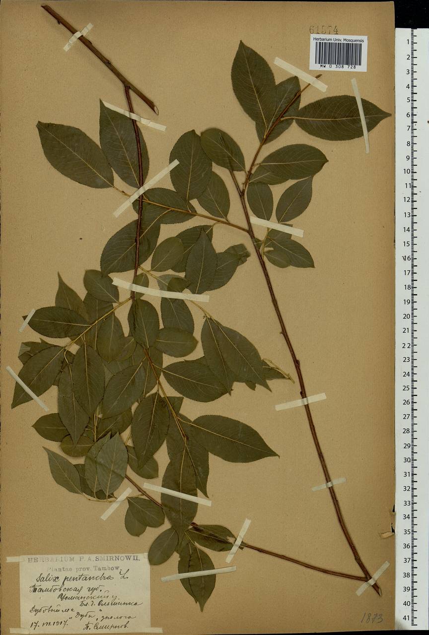 Salix pentandra L., Eastern Europe, Central forest-and-steppe region (E6) (Russia)