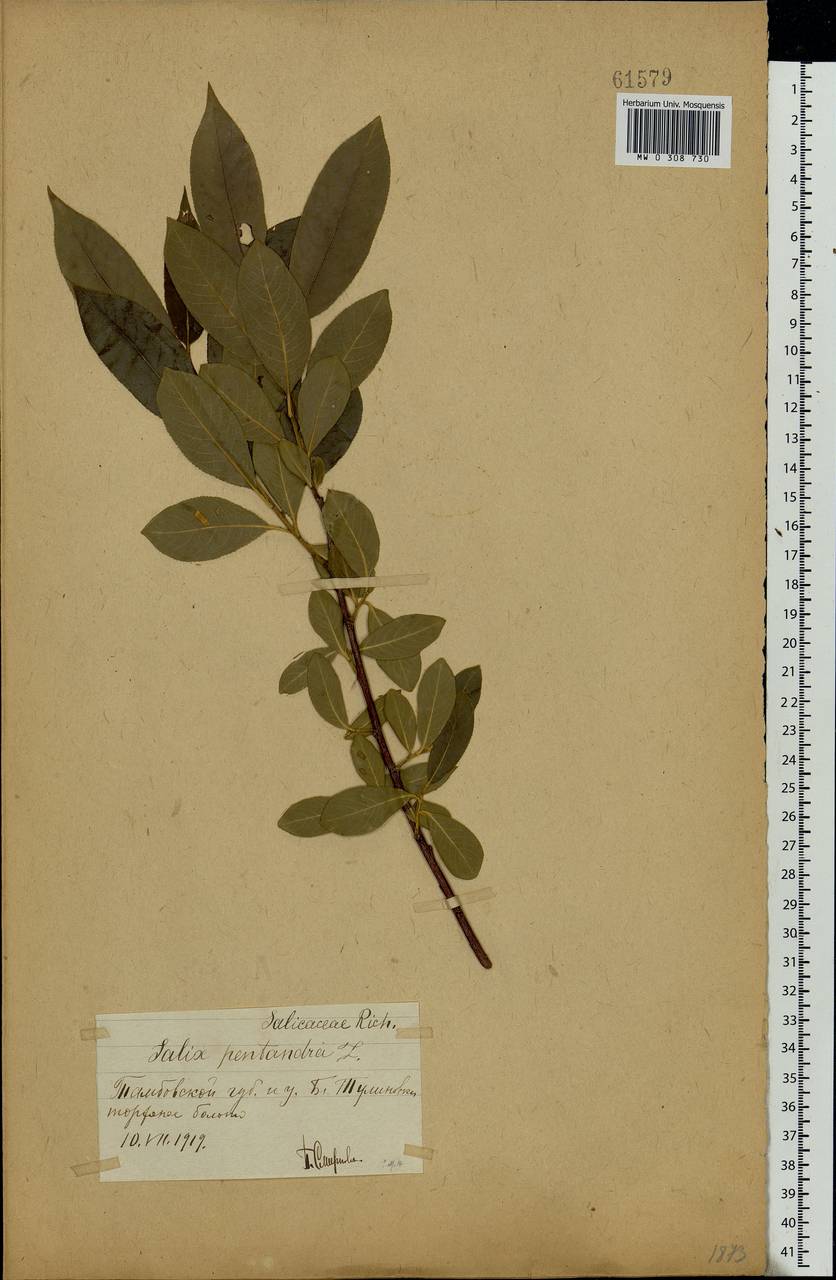 Salix pentandra L., Eastern Europe, Central forest-and-steppe region (E6) (Russia)