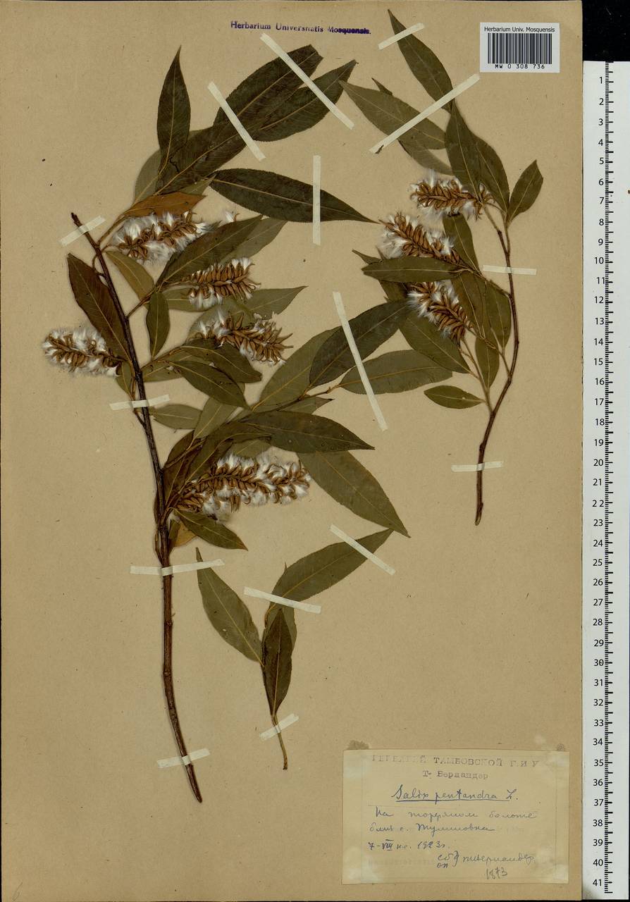 Salix pentandra L., Eastern Europe, Central forest-and-steppe region (E6) (Russia)