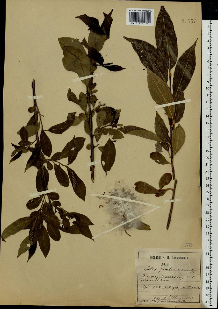 Salix pentandra L., Eastern Europe, Central forest-and-steppe region (E6) (Russia)