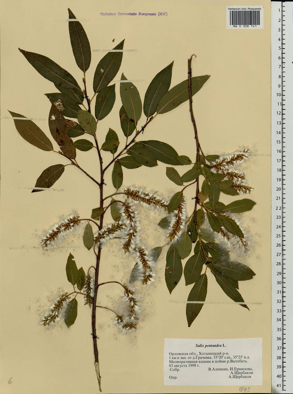 Salix pentandra L., Eastern Europe, Central forest-and-steppe region (E6) (Russia)