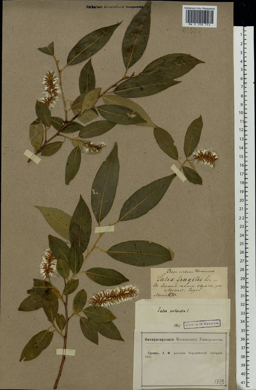 Salix pentandra L., Eastern Europe, Central forest-and-steppe region (E6) (Russia)