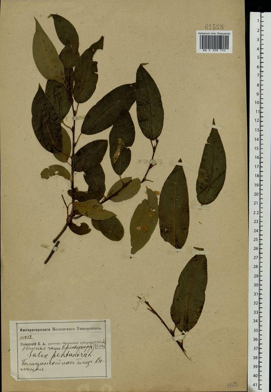 Salix pentandra L., Eastern Europe, Central forest-and-steppe region (E6) (Russia)
