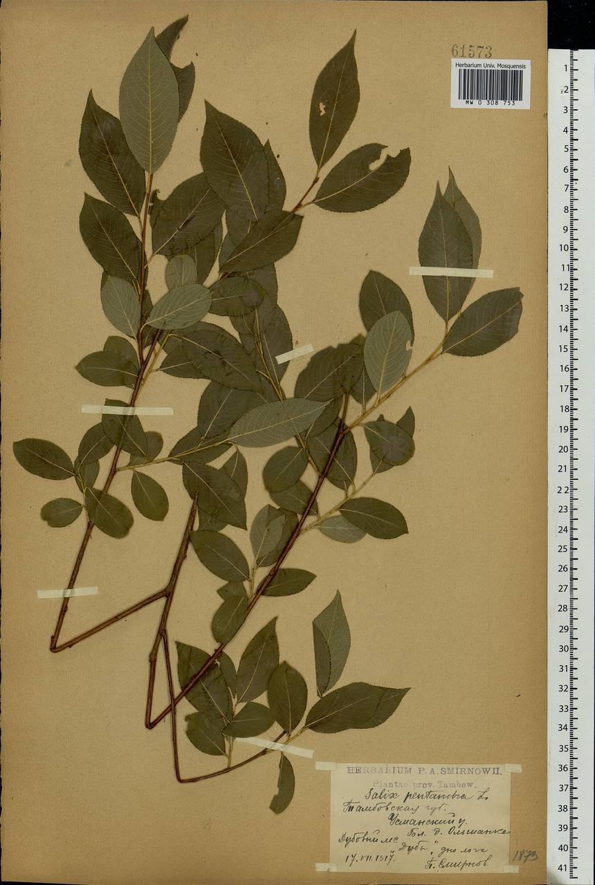Salix pentandra L., Eastern Europe, Central forest-and-steppe region (E6) (Russia)