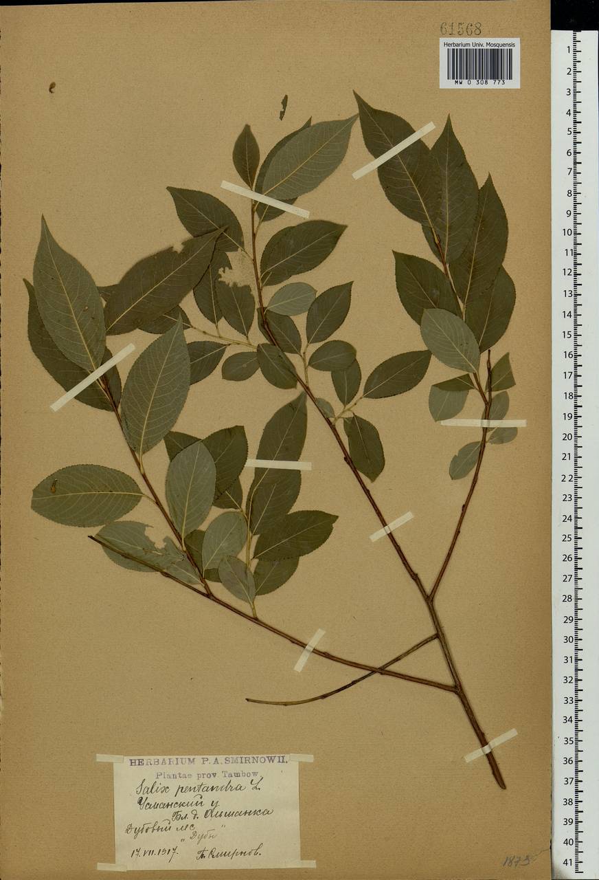 Salix pentandra L., Eastern Europe, Central forest-and-steppe region (E6) (Russia)